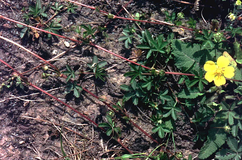 Cinquefoil (Potentilla Neumanniana) — This groundcover spreads 6-12 inches wide and reaches 4-6 inches high, preferring full sun to partial shade, image 165