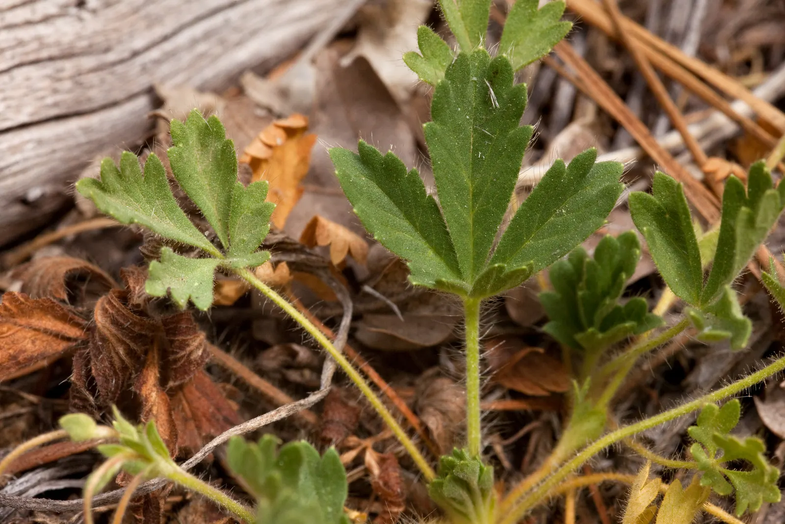 Cinquefoil (Potentilla Neumanniana) — It is a versatile plant that thrives in USDA Hardiness Zones 4 through 8; ground cover with yellow blooms, image 62
