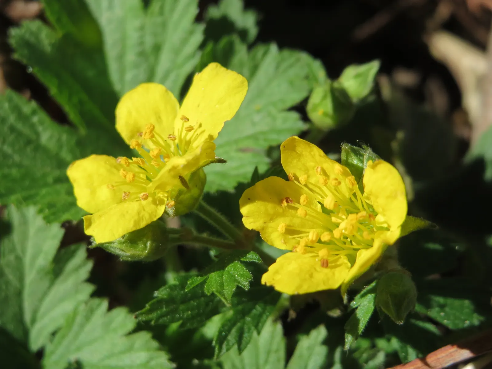 Cinquefoil (Potentilla Neumanniana) — adding to its appeal for sustainable; this plant prefers full sun to partial shade and is highly adaptable to, image 180