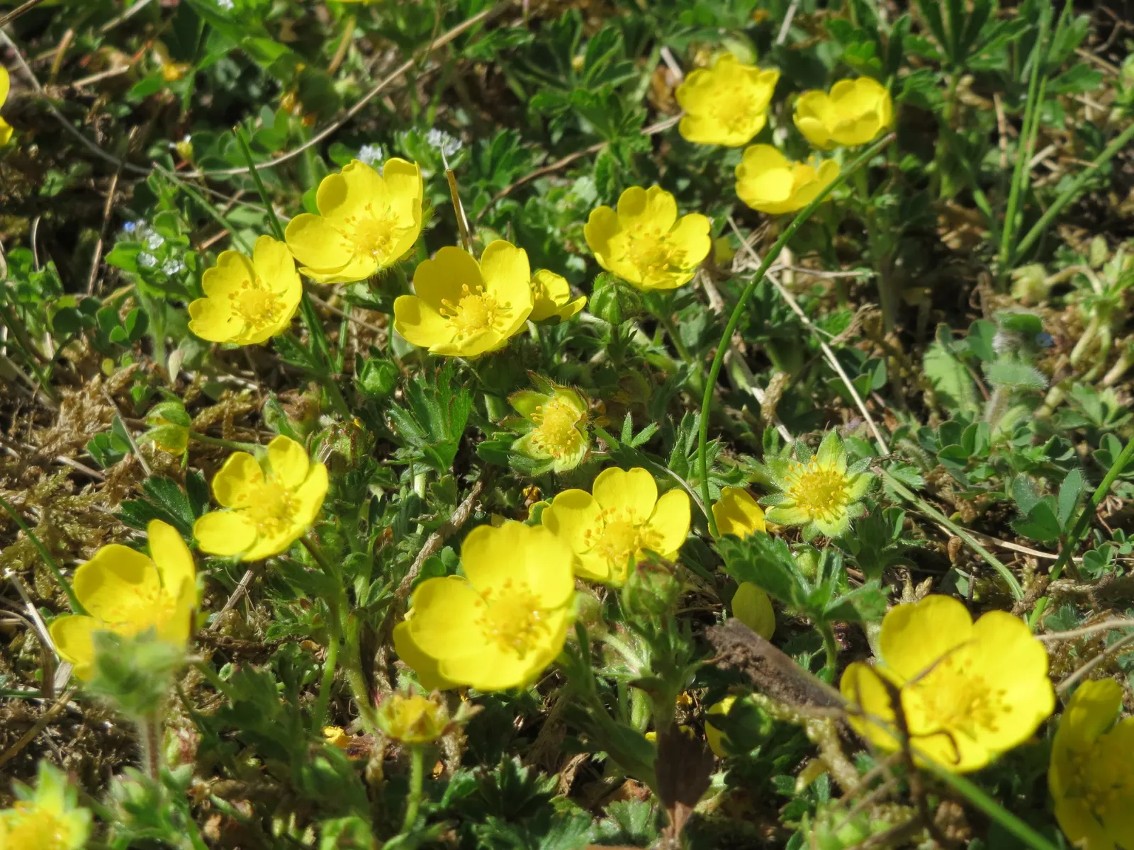 Cinquefoil (Potentilla Neumanniana) — about 0.5 to 1 inch in diameter