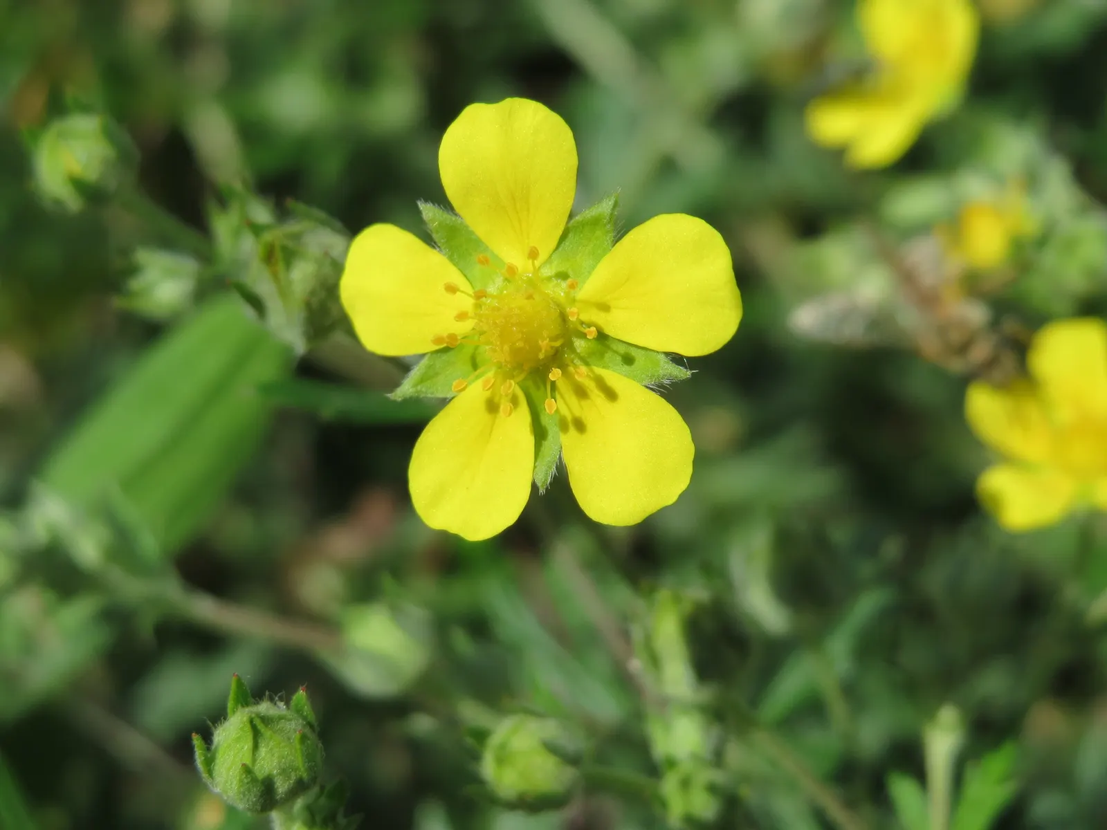 Cinquefoil (Potentilla Neumanniana) — and as a groundcover over large areas, image 68