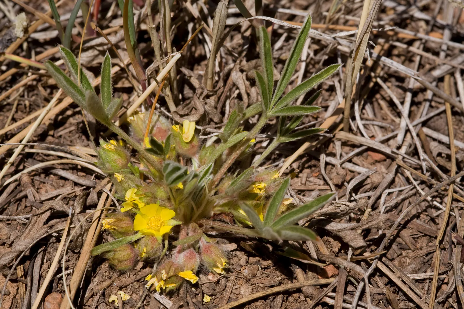 Cinquefoil (Potentilla Neumanniana) — It features bright yellow, five-petaled flowers spanning 0.5-1 inches across atop trifoliate green leaves, image 110