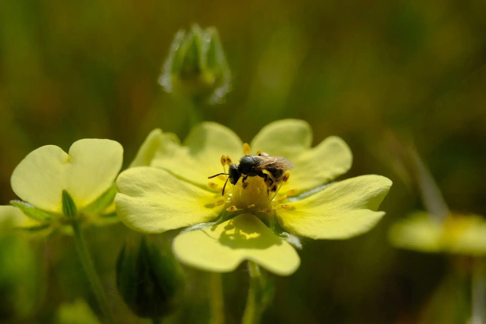 Cinquefoil (Potentilla Neumanniana) — This plant prefers full sun to partial shade and is highly adaptable to various soil types; especially in, image 96