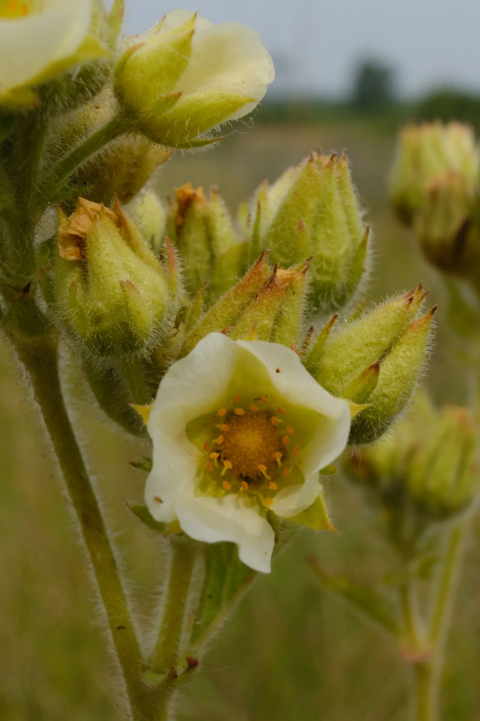 Cinquefoil (Potentilla Neumanniana) — It is a versatile plant that thrives in USDA Hardiness Zones 4 through 8; ground cover with yellow blooms