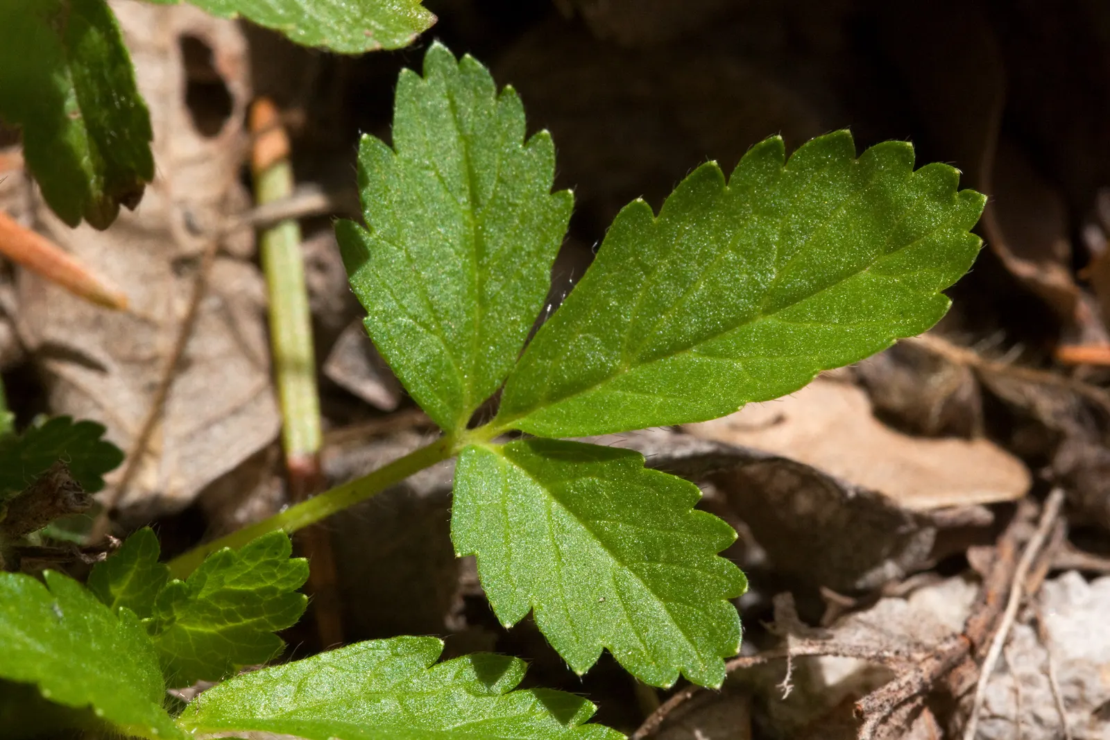 Cinquefoil (Potentilla Neumanniana) — Cinquefoil is drought-resistant; it is a versatile plant that thrives in USDA Hardiness Zones 4 through 8, image 206