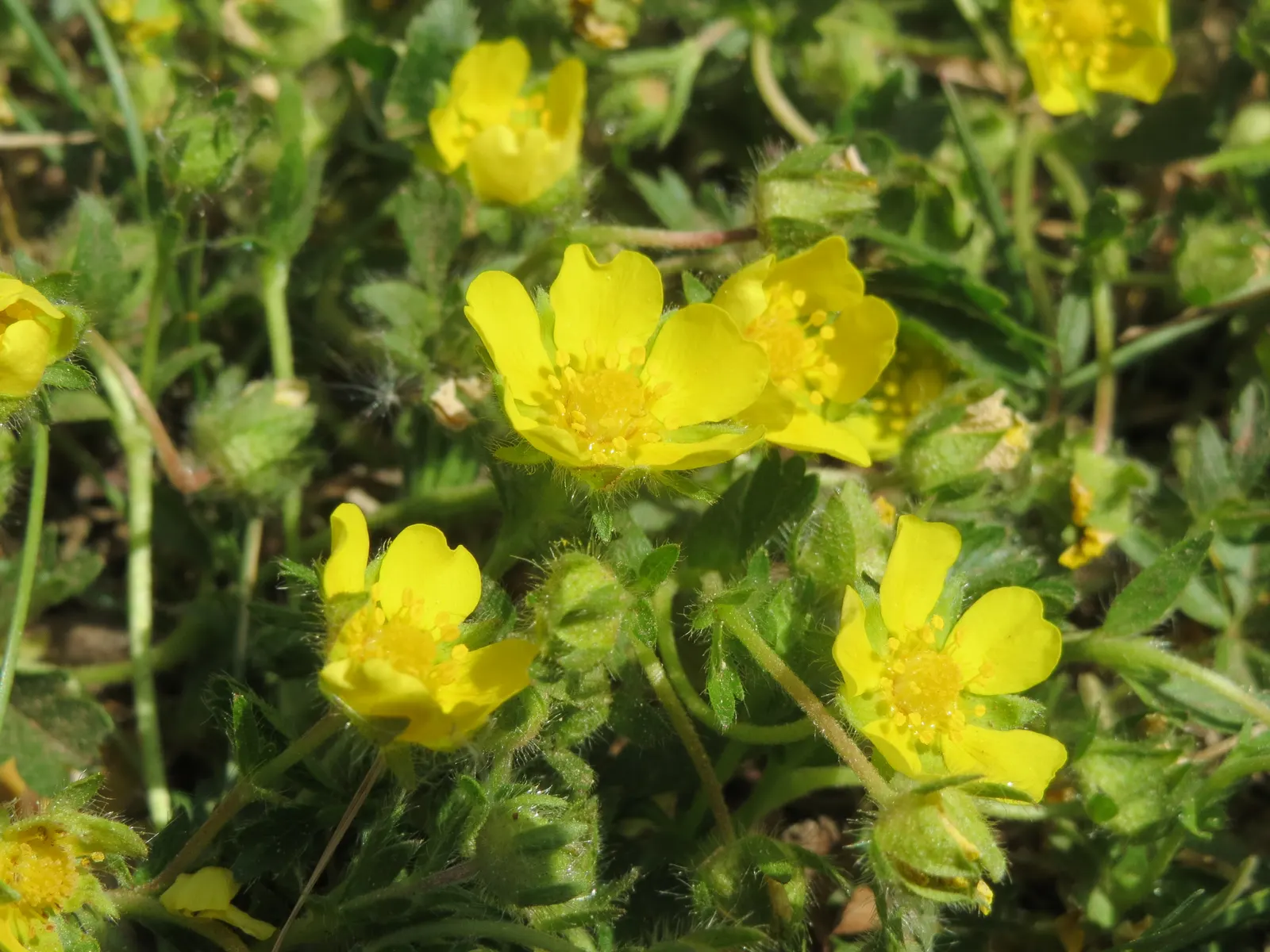 Cinquefoil (Potentilla Neumanniana) — low-lying contrast to taller plants and structures