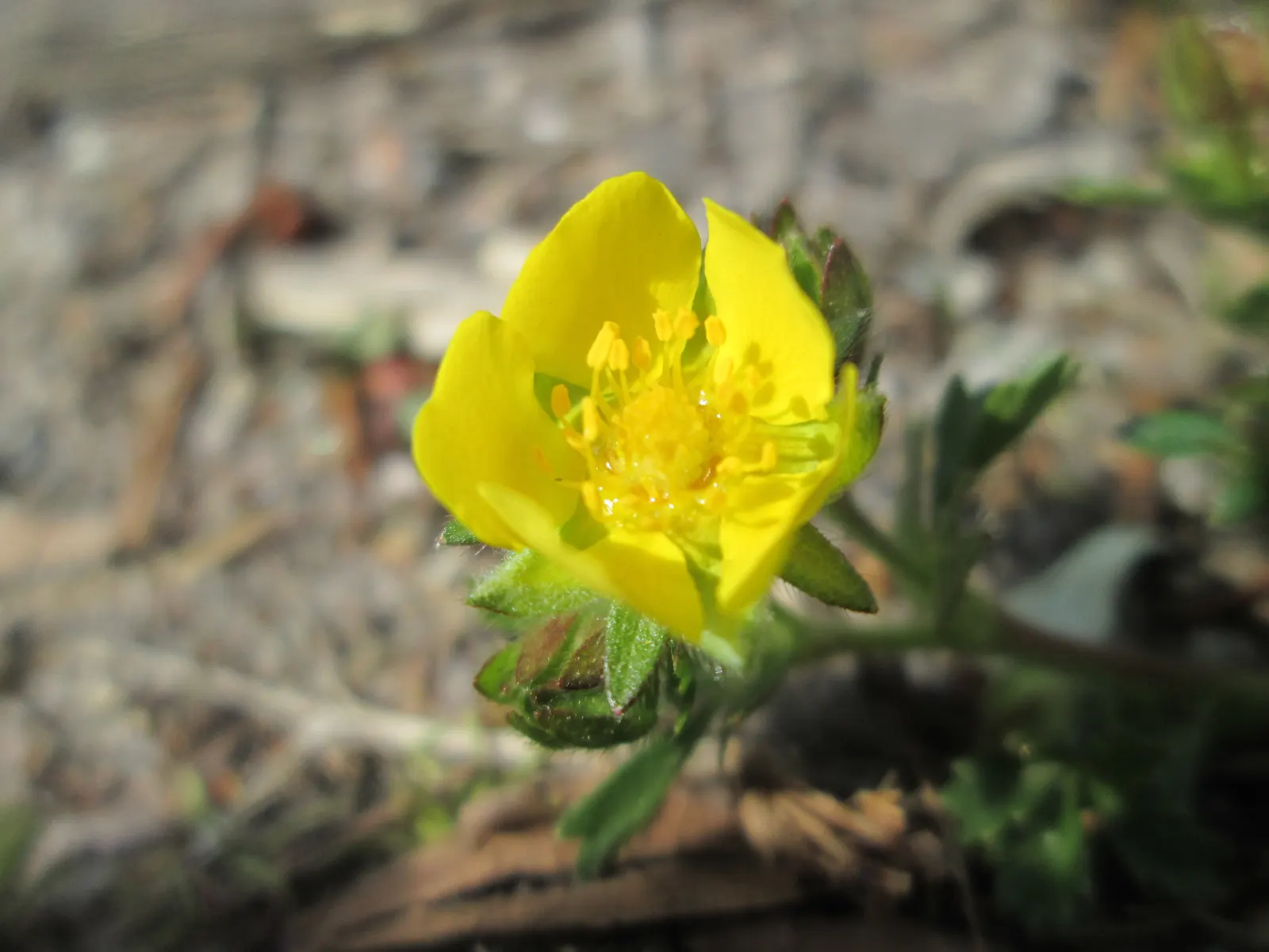 Cinquefoil (Potentilla Neumanniana) — Potentilla neumanniana is an excellent choice for rock gardens; is a perennial groundcover that boasts, image 202