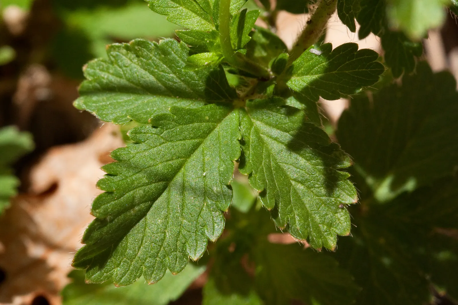 Cinquefoil (Potentilla Neumanniana) — though it flourishes in well-drained; cinquefoil (Potentilla neumanniana) is a low-growing perennial, image 97