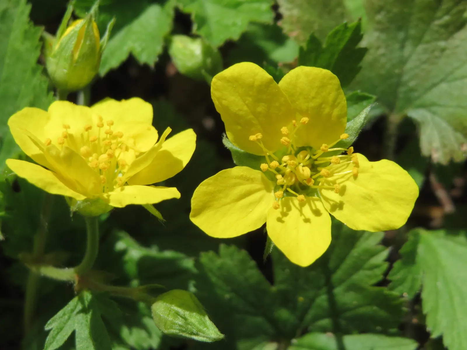 Cinquefoil (Potentilla Neumanniana) — This groundcover spreads 6-12 inches wide and reaches 4-6 inches high, preferring full sun to partial shade, image 192