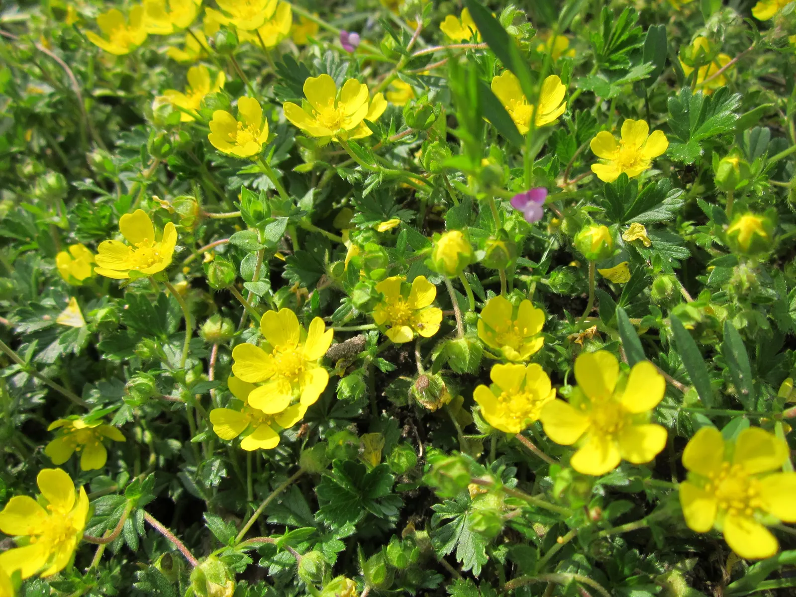 Cinquefoil (Potentilla Neumanniana) — Cinquefoil is drought-resistant; it is a versatile plant that thrives in USDA Hardiness Zones 4 through 8, image 71