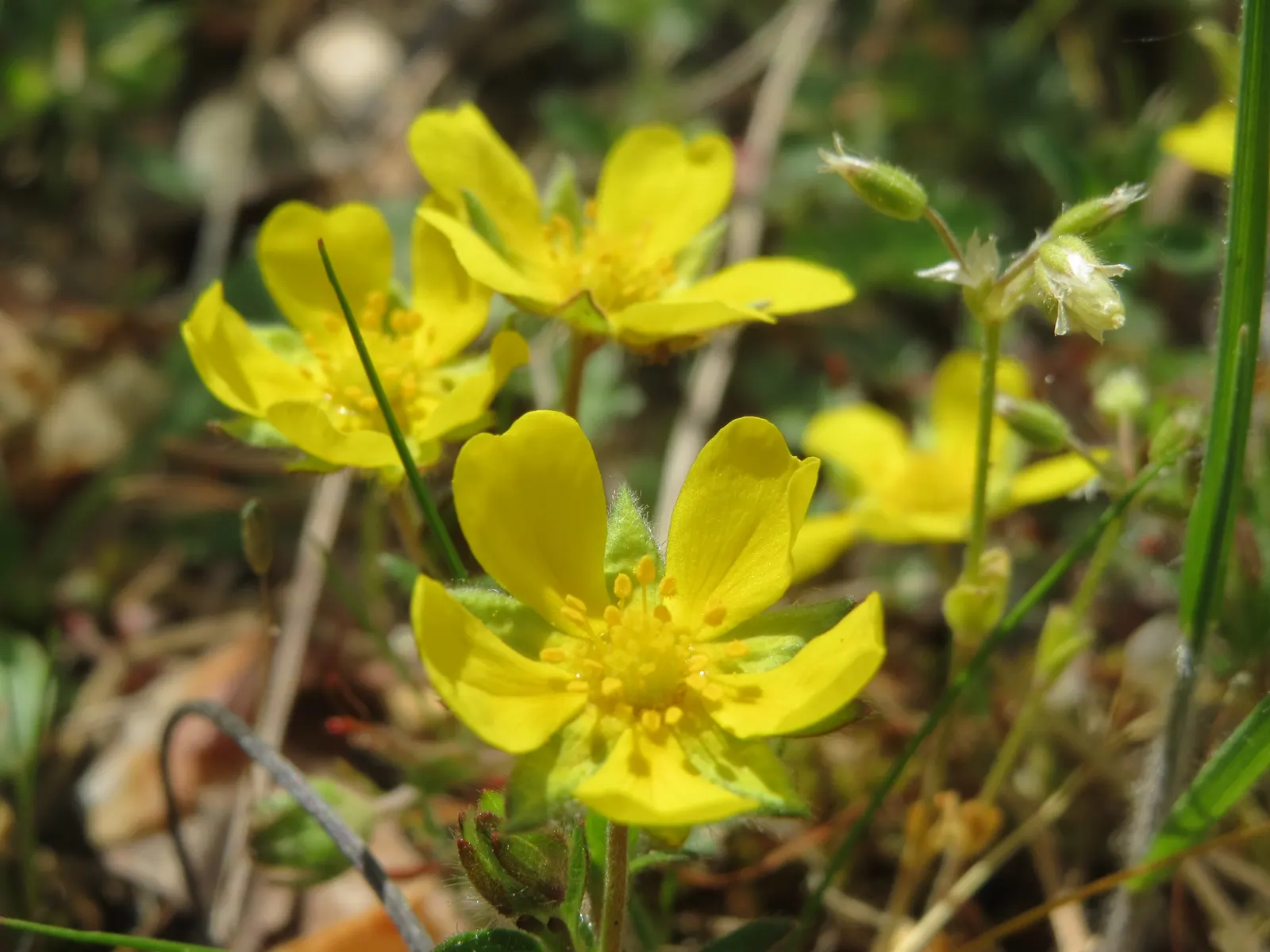 Cinquefoil (Potentilla Neumanniana) — low-maintenance landscapes; incorporating Potentilla neumanniana can provide a vivid, image 154