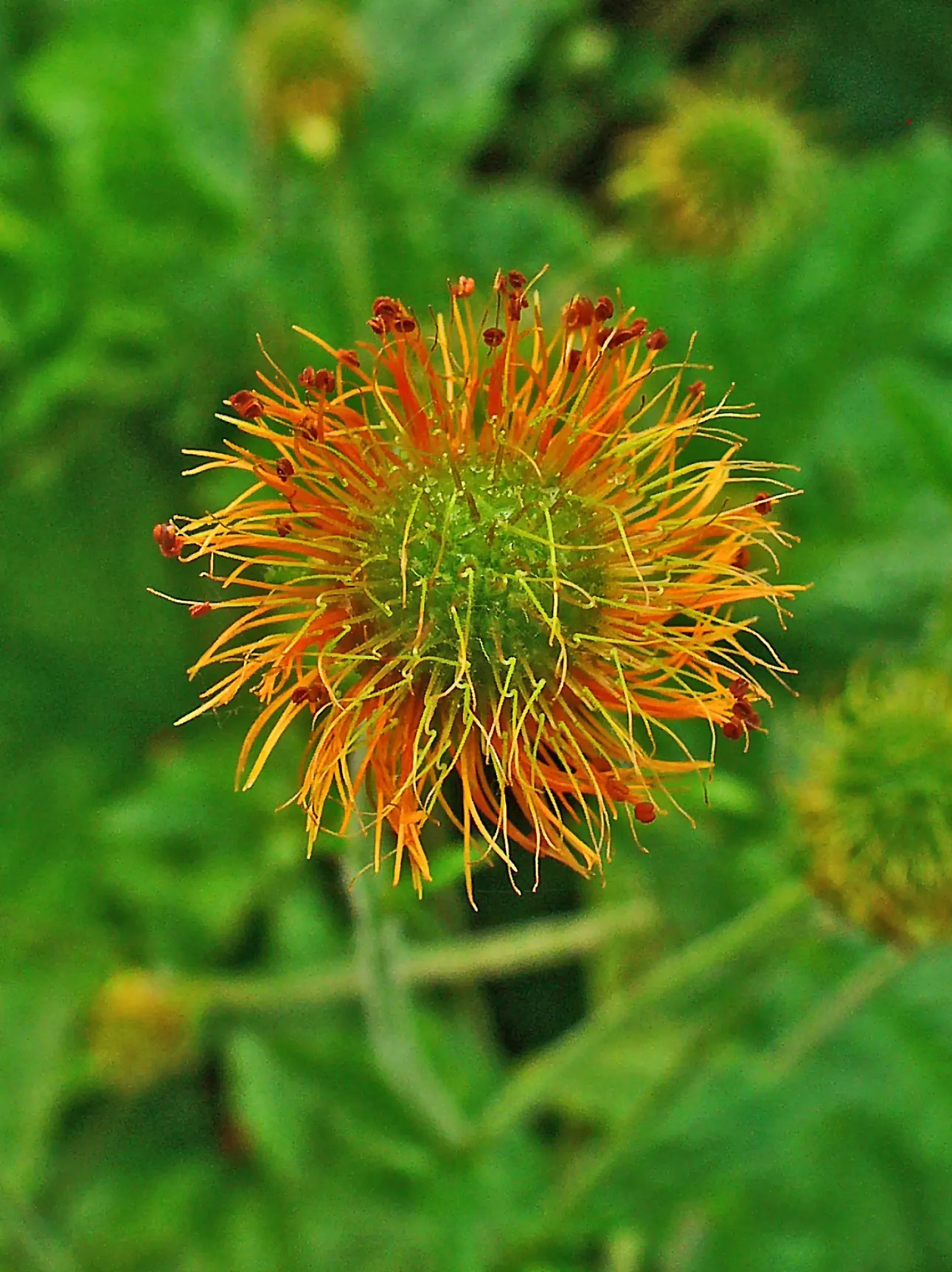 Asian Geum (Geum Coccineum) — The Asian Geum (Geum coccineum) is a perennial herb that boasts vibrant orange-red blooms; this hardy plant thrives in zones 5-9