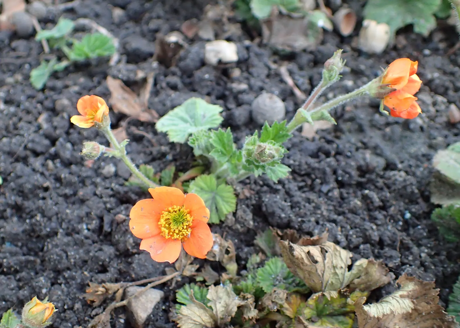 Asian Geum (Geum Coccineum) — dark green leaves that reach a height and width of 12 to 18 inches; in the late spring to early summer, the geum truly comes to