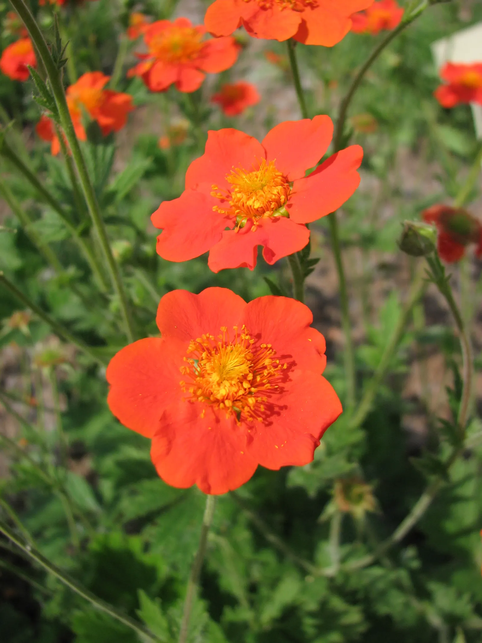 Asian Geum (Geum Coccineum) — wiry stems that reach heights of 18 to 24 inches