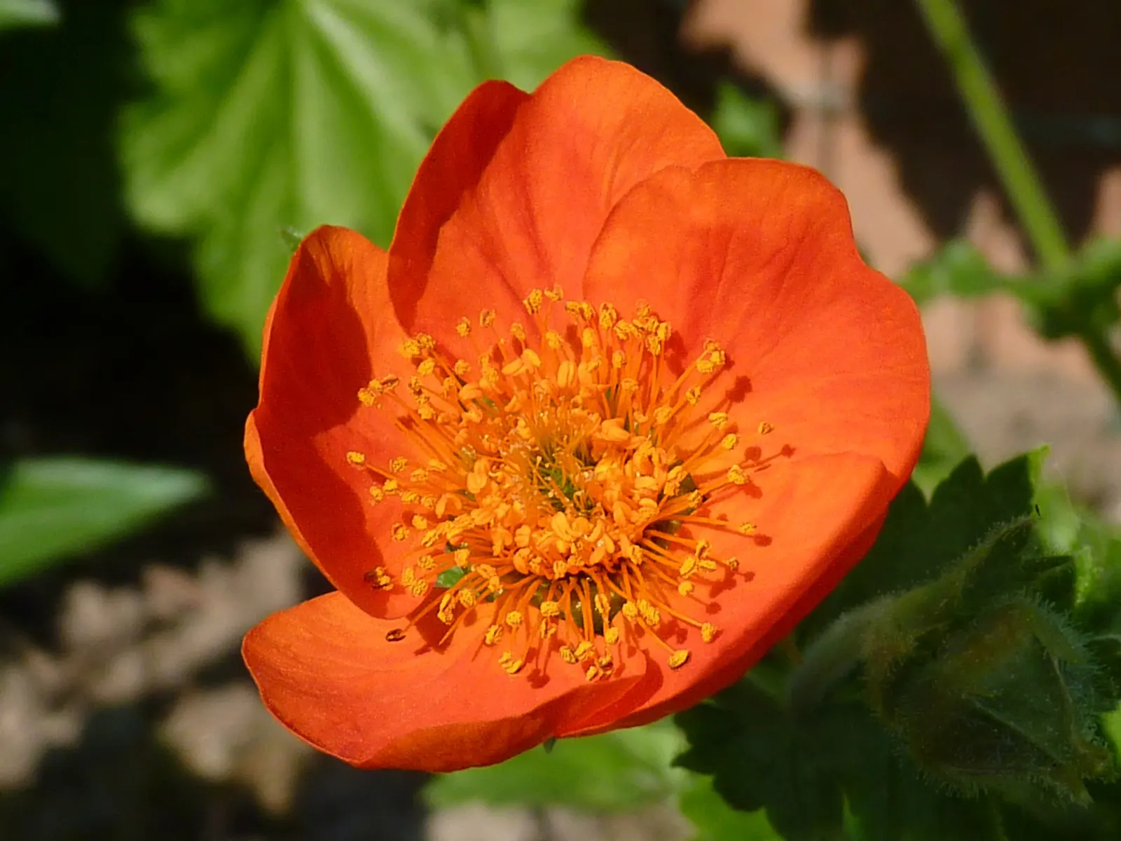 Asian Geum (Geum Coccineum) — It reaches a mature height of 18 inches with a spread of 12 inches, preferring full sun to part shade