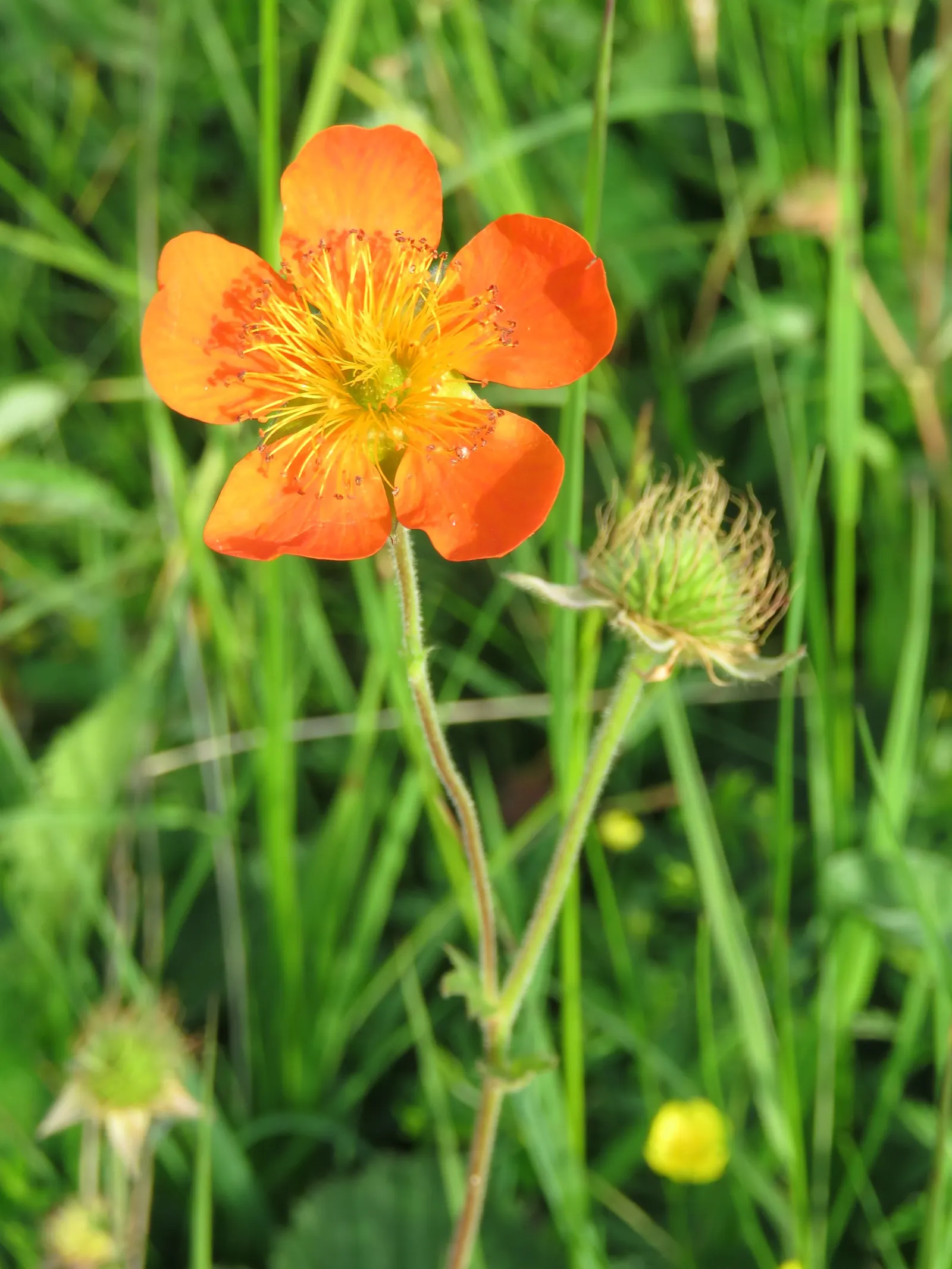 Asian Geum (Geum Coccineum) — though keeping an eye out for rust or mildew can ensure its longevity and vibrancy in your client's garden; the Asian Geum (Geum
