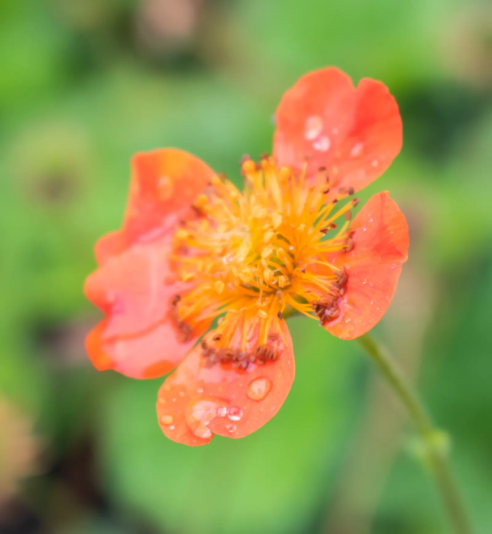 Asian Geum (Geum Coccineum) — the Asian Geum thrives in USDA Hardiness Zones 5 through 9