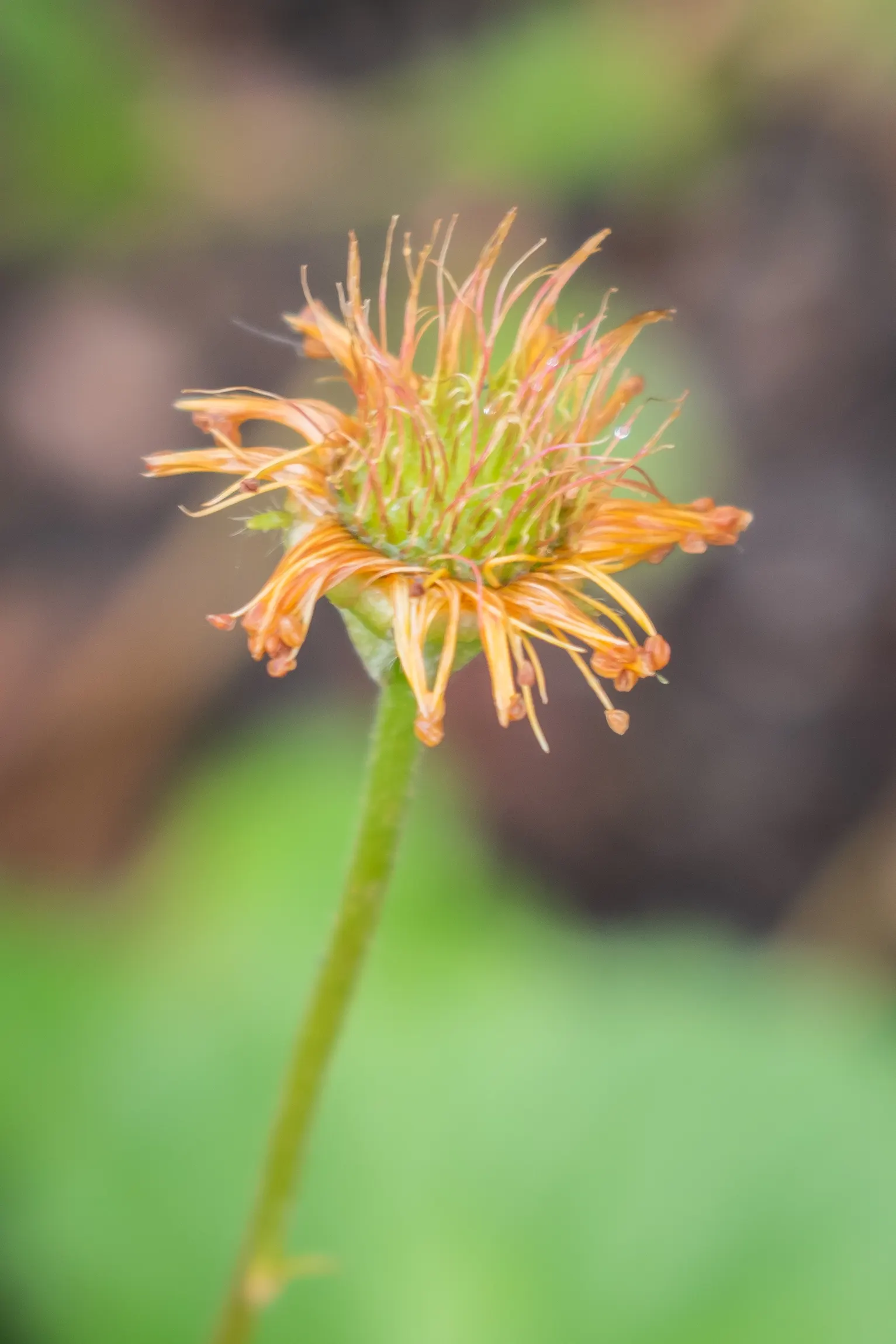 Asian Geum (Geum Coccineum) — the plant is generally free from serious pests and diseases