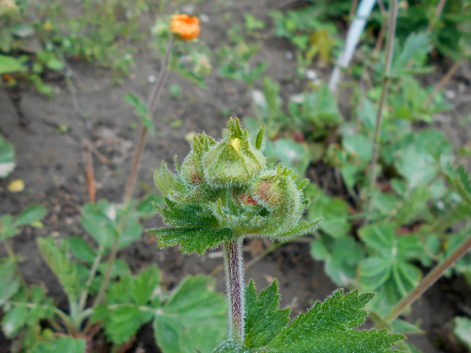 Asian Geum (Geum Coccineum) — orange flowers in the garden; this charming plant boasts a mound of hairy