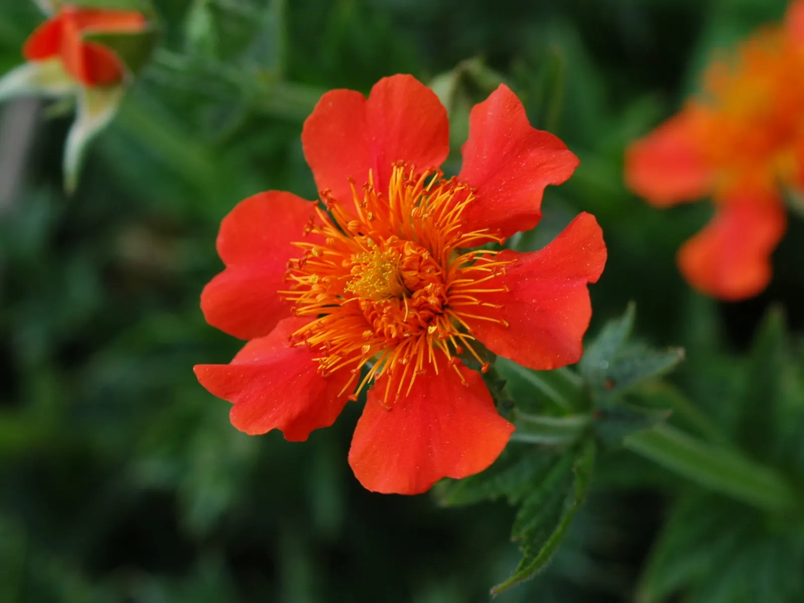 Asian Geum (Geum Coccineum) — Deer-resistant foliage maintains visual interest even when not in bloom; hailing from the Caucasus region, image 55