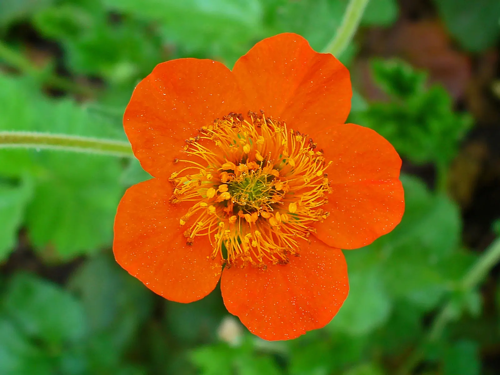 Asian Geum (Geum Coccineum) — dark green leaves that reach a height and width of 12 to 18 inches; in the late spring to early summer, the geum, image 59