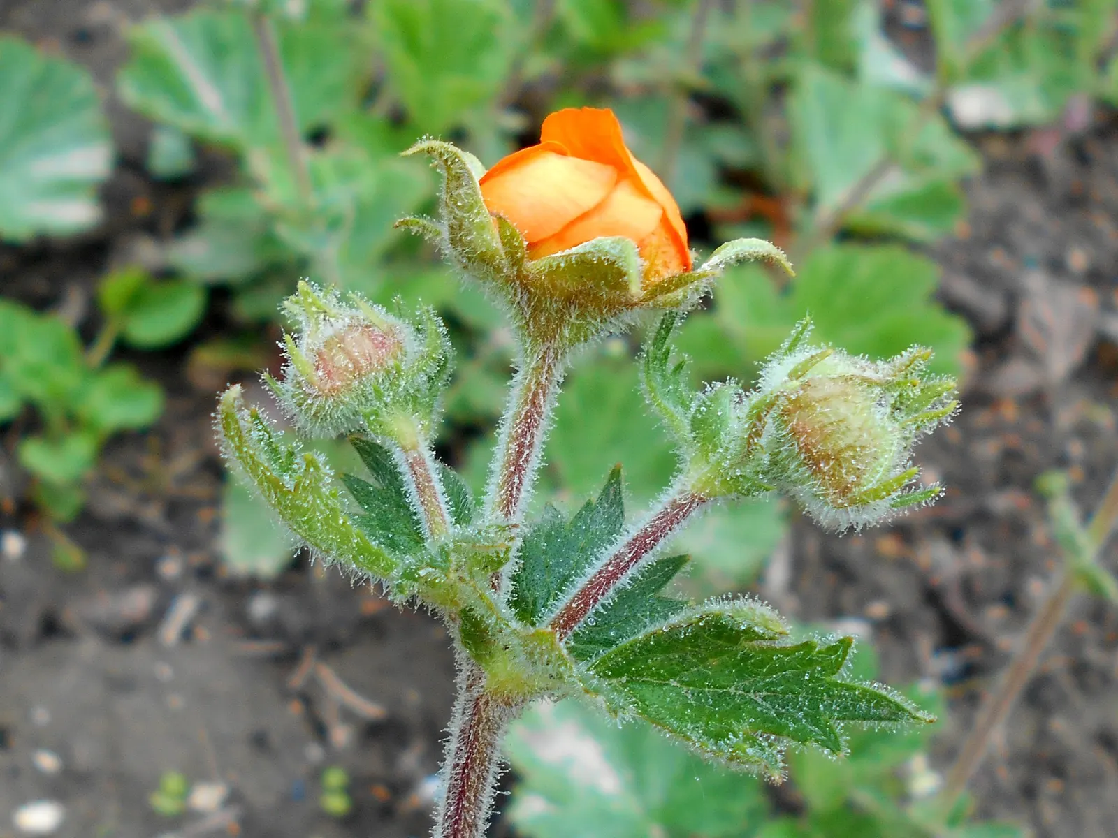 Asian Geum (Geum Coccineum) — this charming plant boasts a mound of hairy