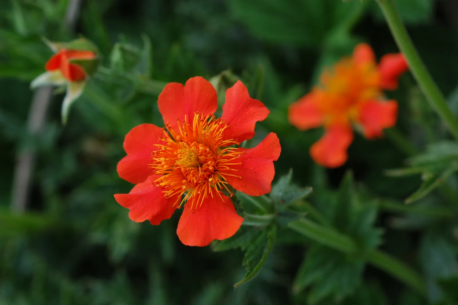 Asian Geum (Geum Coccineum) — this charming plant boasts a mound of hairy; appreciated for its extended flowering from late spring to mid-summer