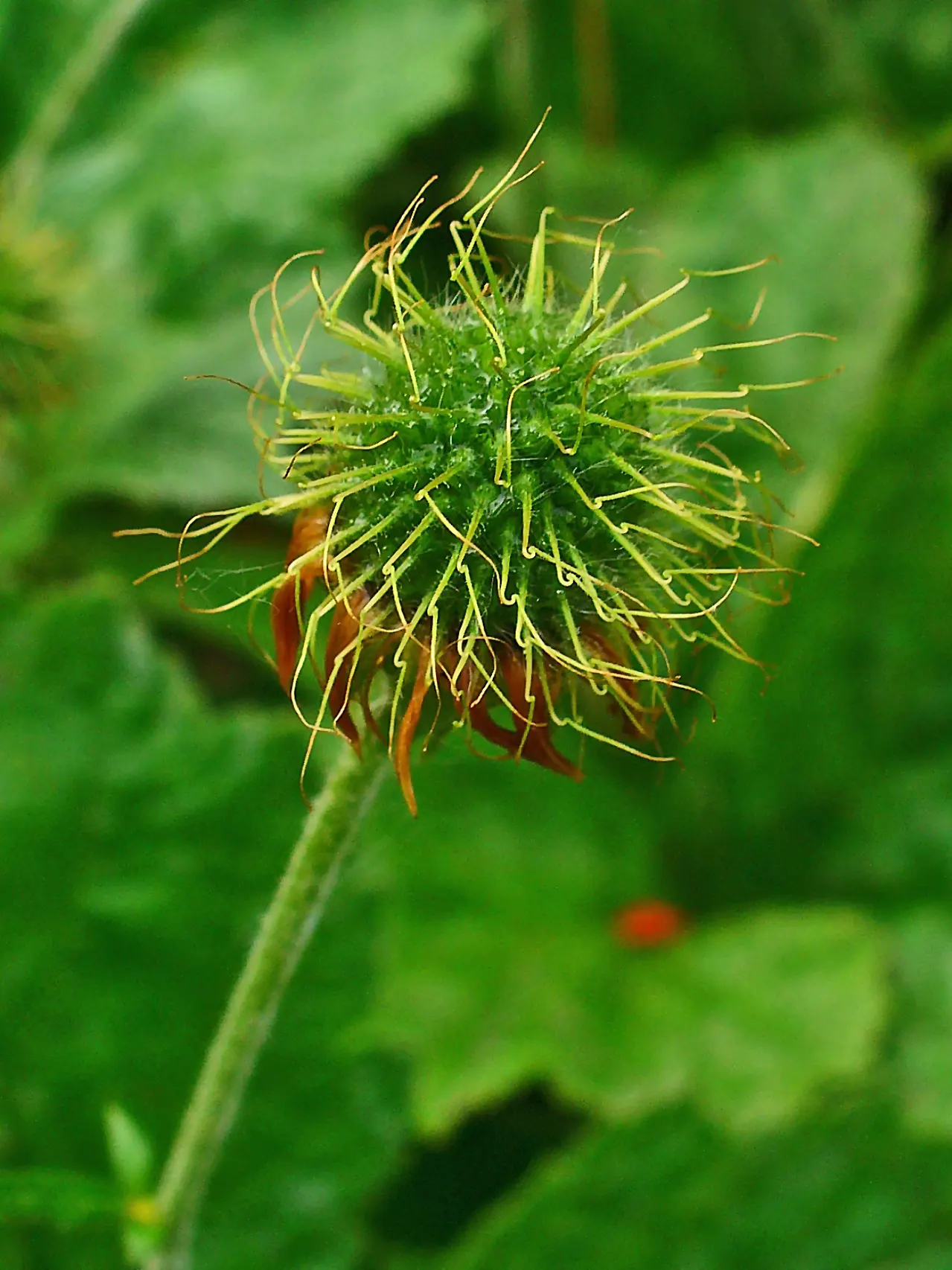 Asian Geum (Geum Coccineum) — perennial for full or half