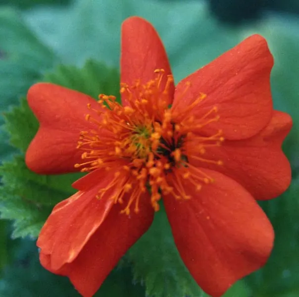 Asian Geum (Geum Coccineum) — The Asian Geum (Geum coccineum) is a perennial herb that boasts vibrant orange-red blooms; this hardy plant thrives, image 51