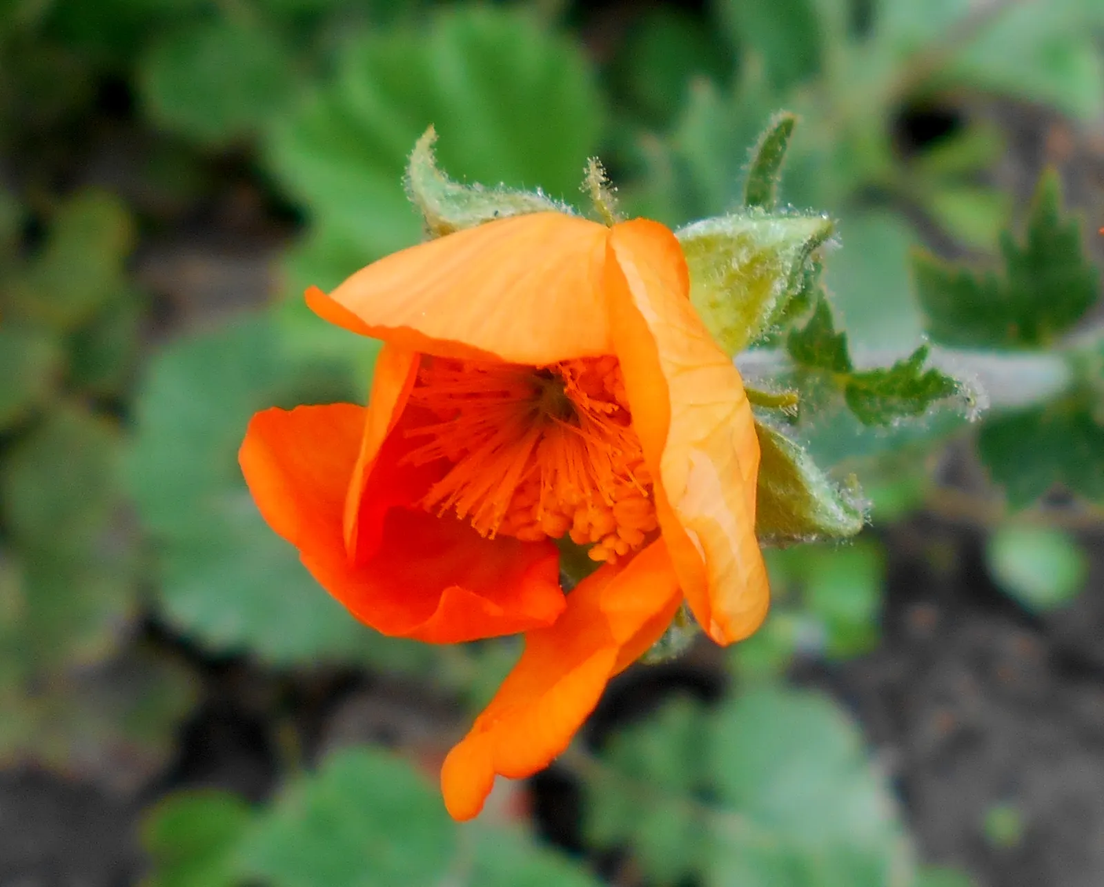 Asian Geum (Geum Coccineum) — perennial with orange blooms