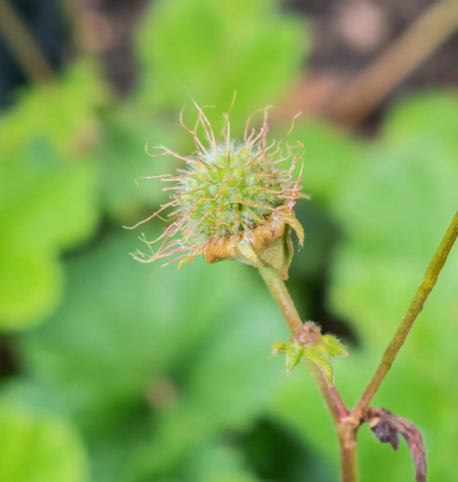 Asian Geum (Geum Coccineum) — While it is relatively drought-tolerant once established; orange flowers in the garden