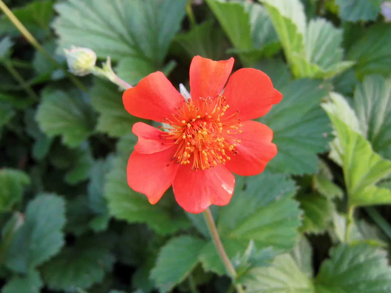Asian Geum (Geum Coccineum) — wiry stems that reach heights of 18 to 24 inches; perennial with orange blooms, image 61