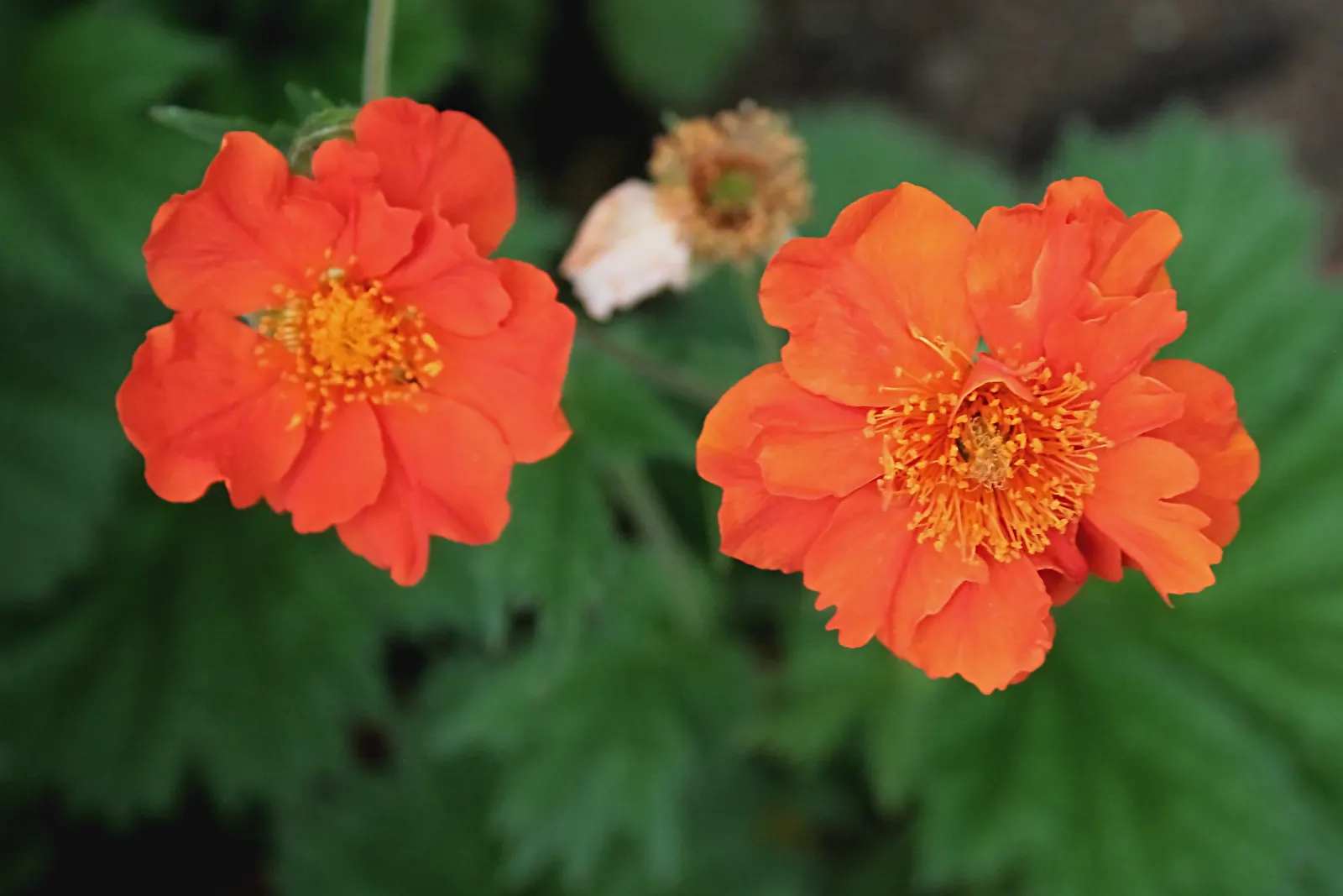 Asian Geum (Geum Coccineum) — This adaptable plant prefers well-drained soil, though it will tolerate a range of soil types
