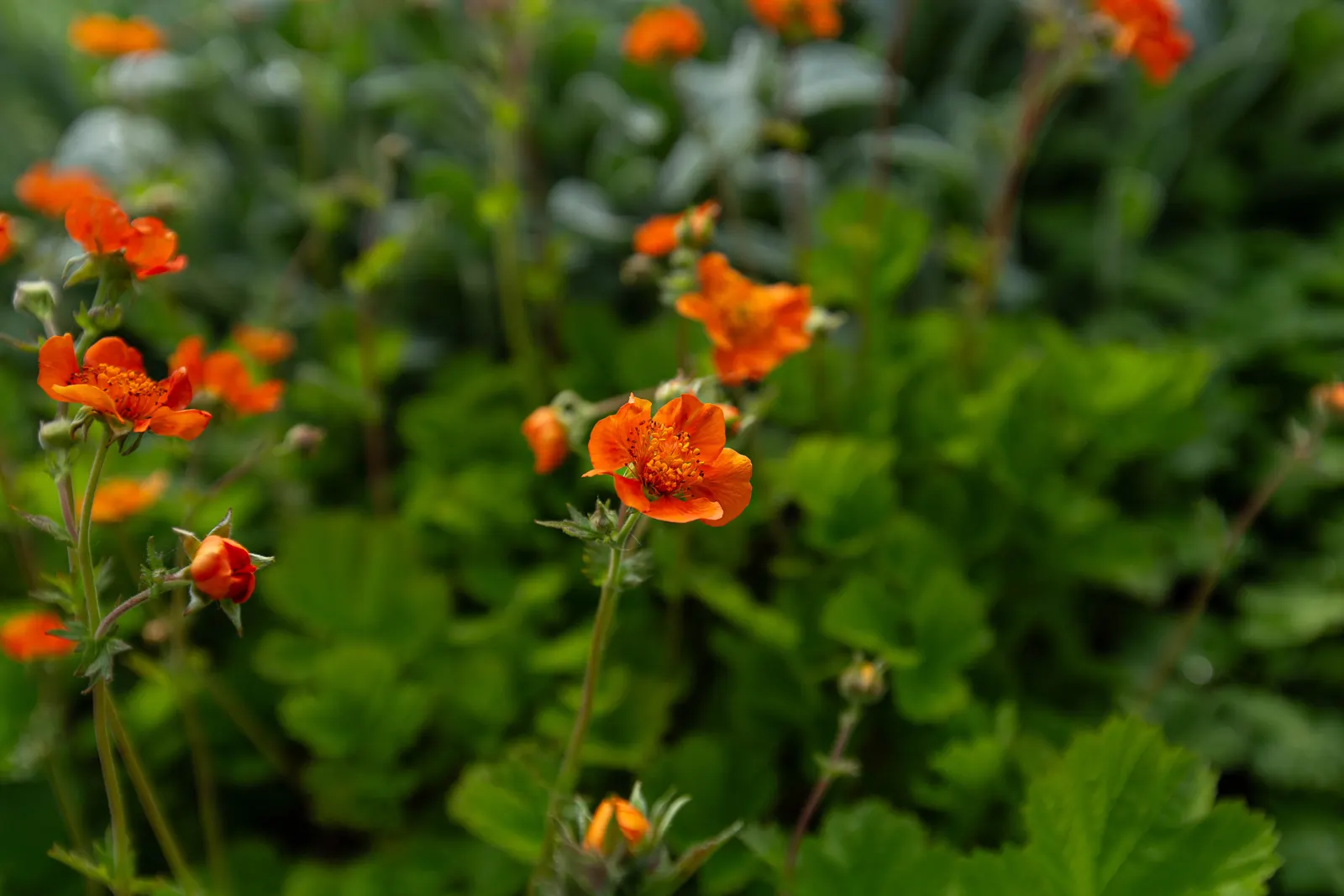 Asian Geum (Geum Coccineum) — It reaches a mature height of 18 inches with a spread of 12 inches, preferring full sun to part shade; wiry stems, image 52