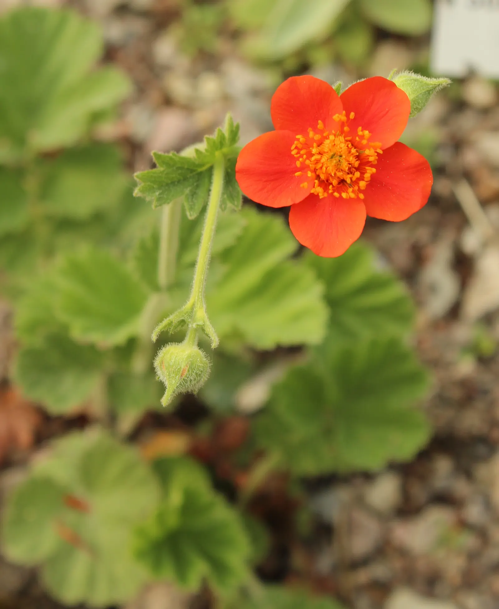Asian Geum (Geum Coccineum) — is a resilient and vibrant perennial that can play a starring role in a landscape design
