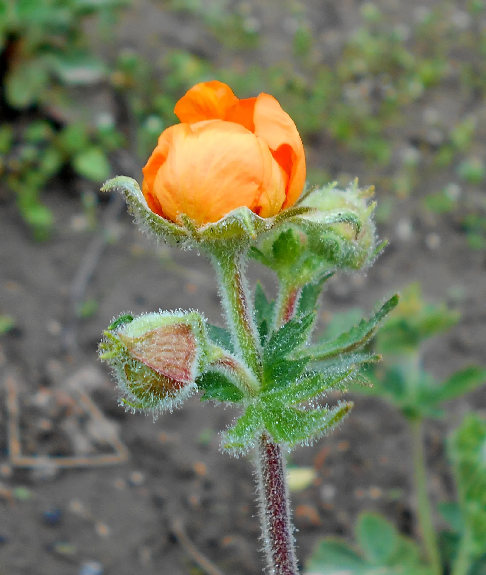 Asian Geum (Geum Coccineum) — orange to scarlet flowers that span approximately 1 inch across.<br><br>Perfect for borders