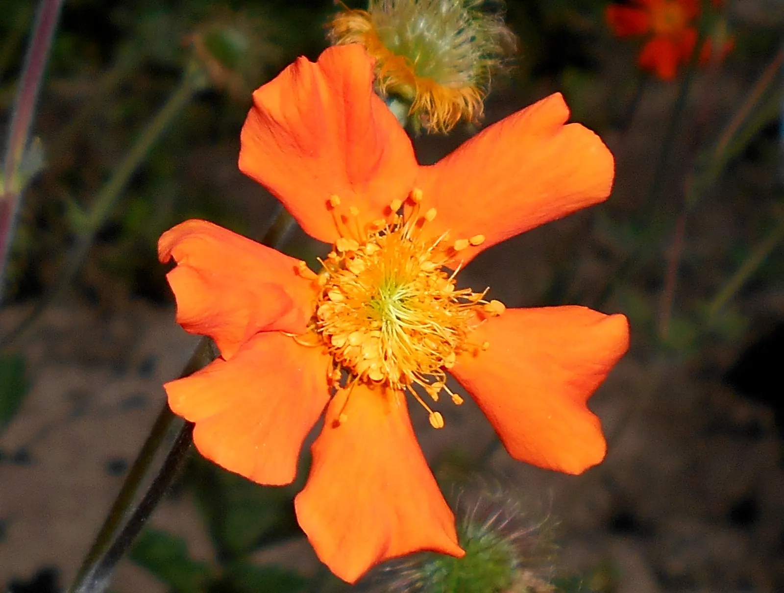 Asian Geum (Geum Coccineum) — The Asian Geum (Geum coccineum) is a perennial herb that boasts vibrant orange-red blooms