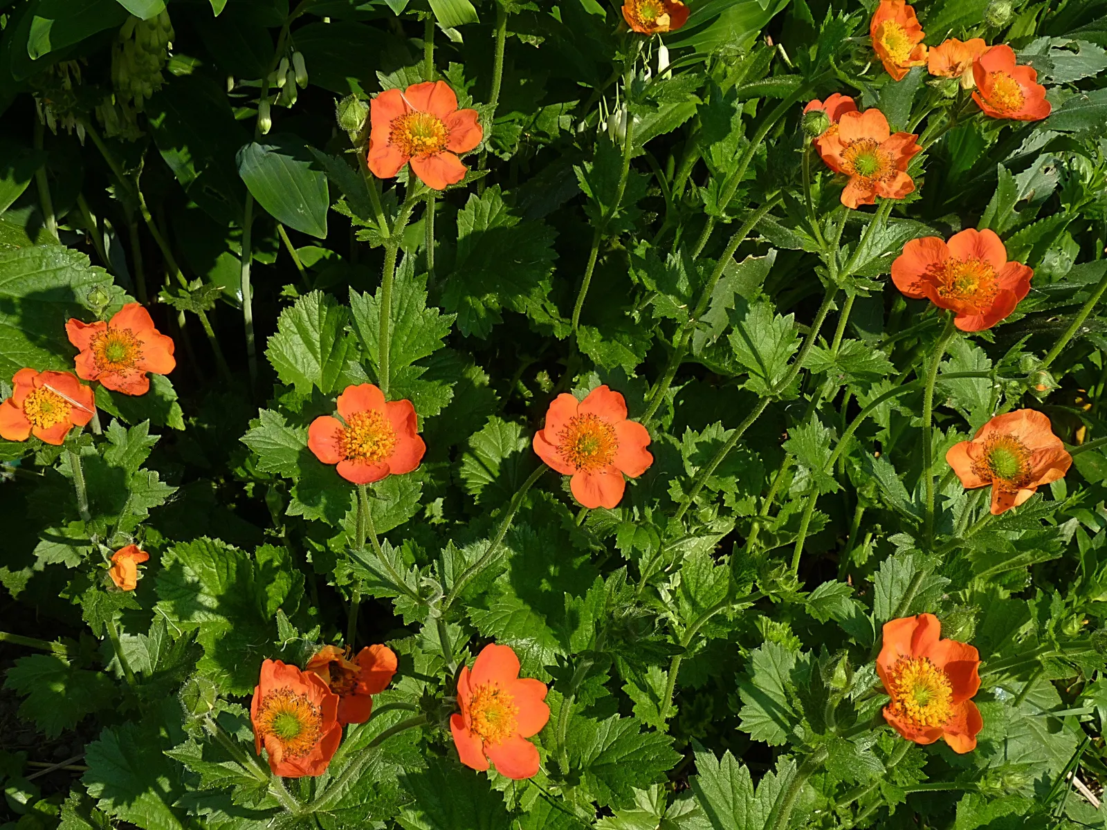Asian Geum (Geum Coccineum) — Appreciated for its extended flowering from late spring to mid-summer; while it is relatively drought-tolerant once established