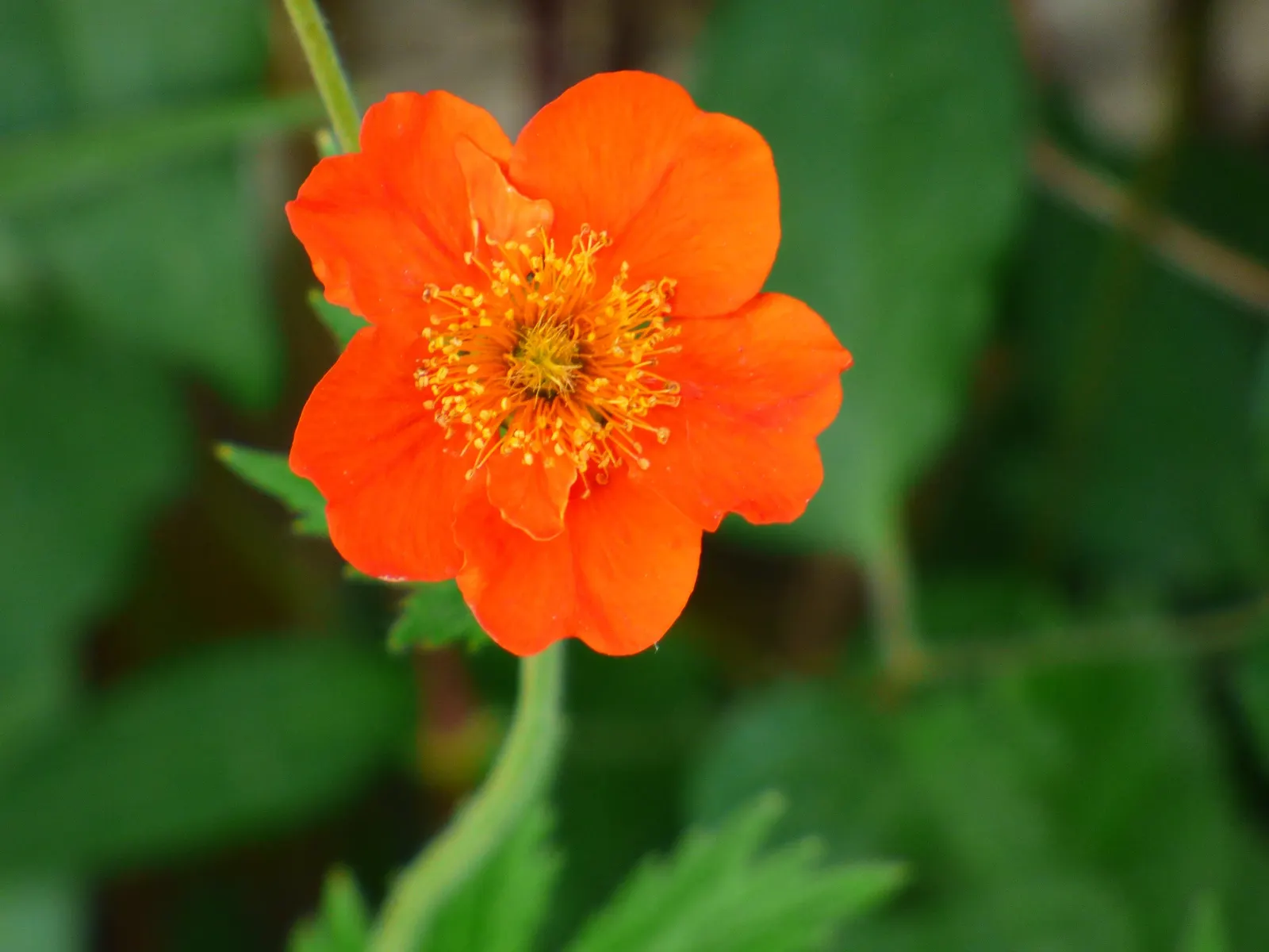 Asian Geum (Geum Coccineum) — perennial with orange blooms; which means it can withstand winter temperatures as low as -20&deg;F to -10&deg;F