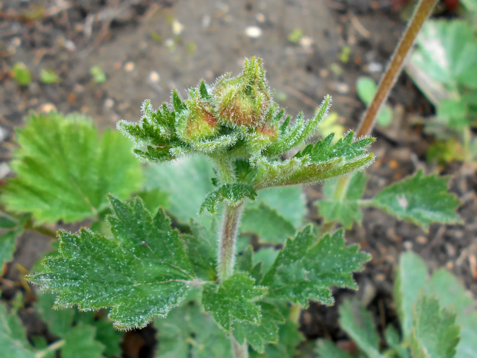 Asian Geum (Geum Coccineum) — In the late spring to early summer, the geum truly comes to life; for optimal flowering, planting in full sun to, image 60
