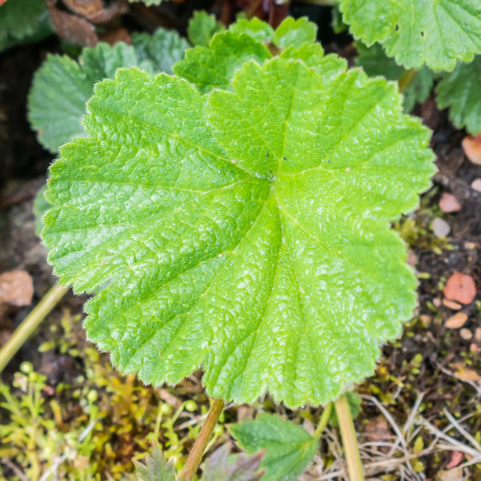 Asian Geum (Geum Coccineum) — Deer-resistant foliage maintains visual interest even when not in bloom; hailing from the Caucasus region