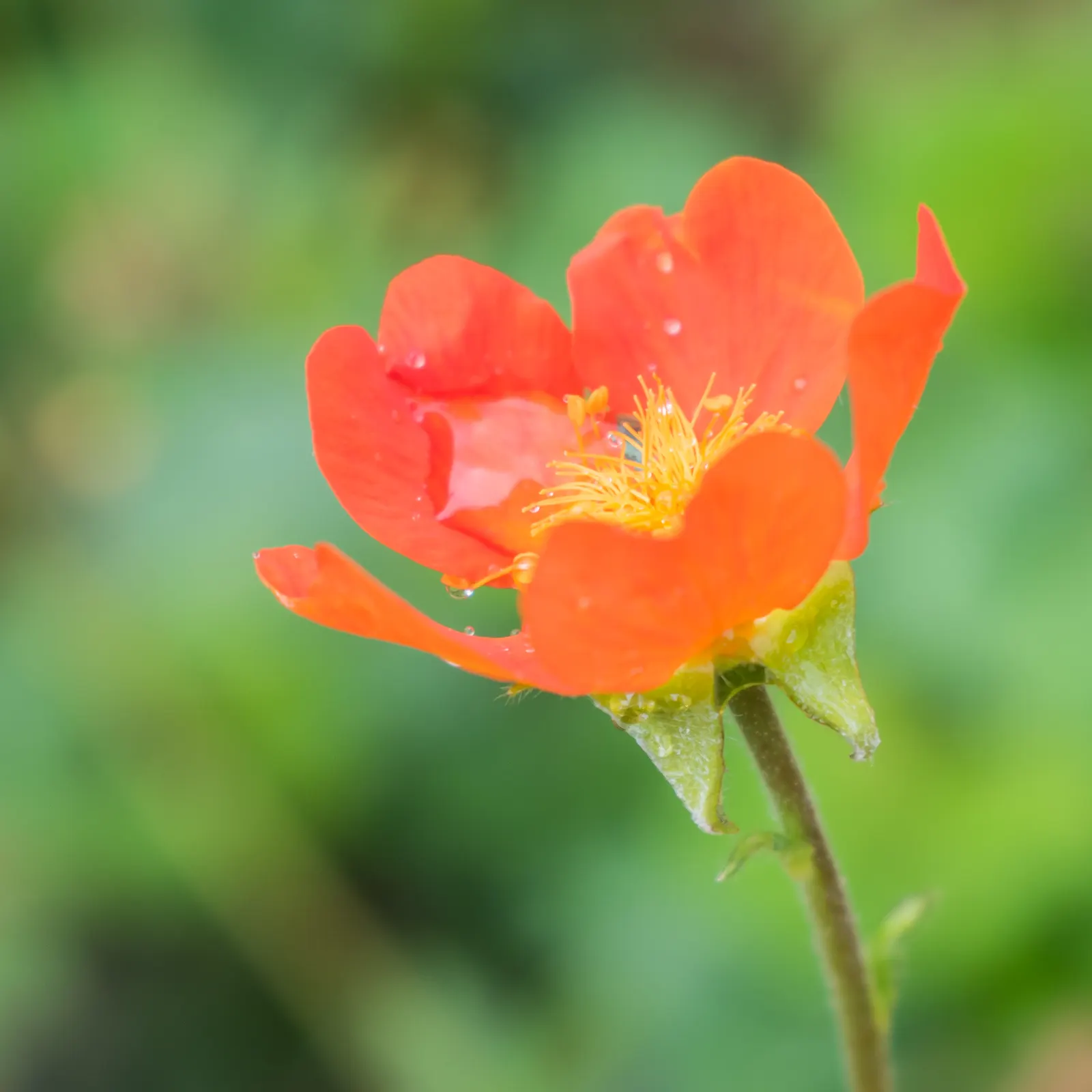 Asian Geum (Geum Coccineum) — Low maintenance by nature; displaying a striking array of fiery