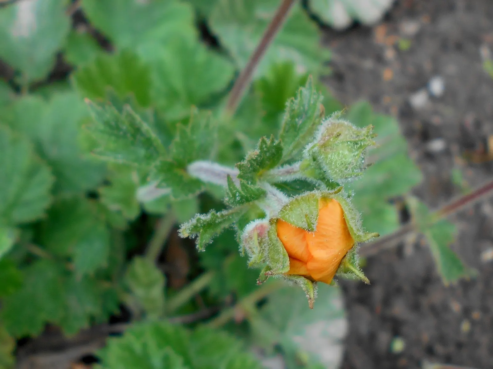 Asian Geum (Geum Coccineum) — dark green leaves that reach a height and width of 12 to 18 inches
