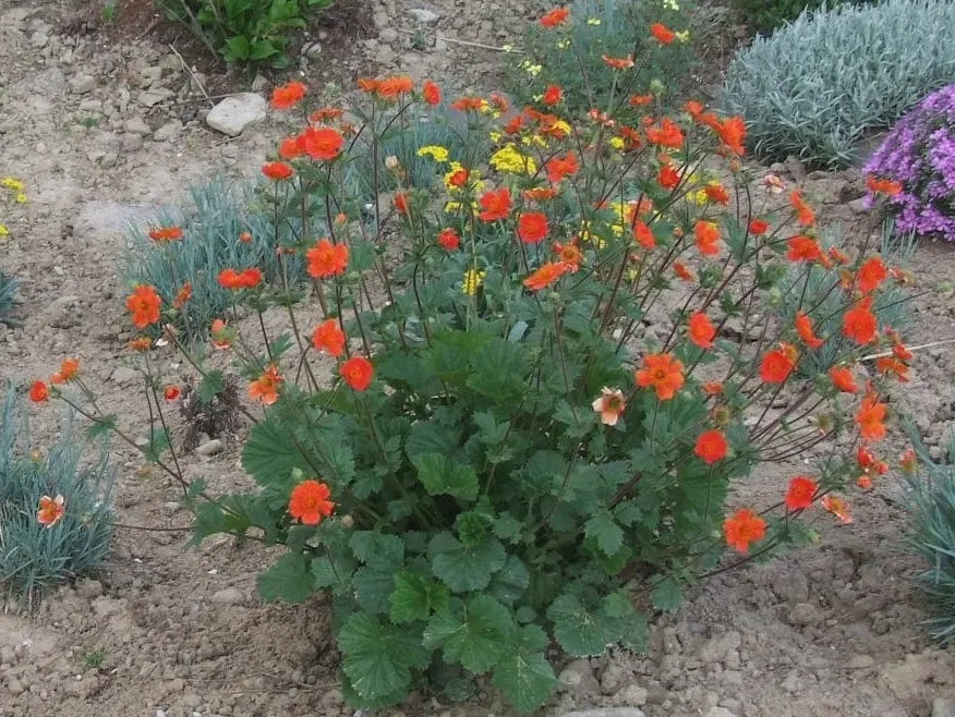 Asian Geum (Geum Coccineum) — though keeping an eye out for rust or mildew can ensure its longevity and vibrancy in your client's garden
