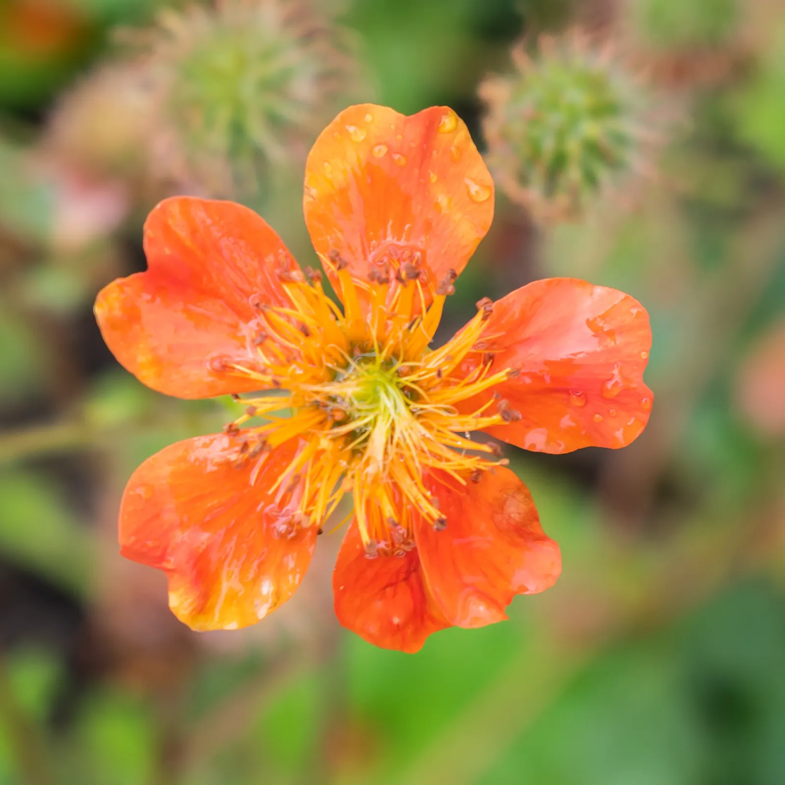 Asian Geum (Geum Coccineum) — In the late spring to early summer, the geum truly comes to life; for optimal flowering, planting in full sun to partial shade is