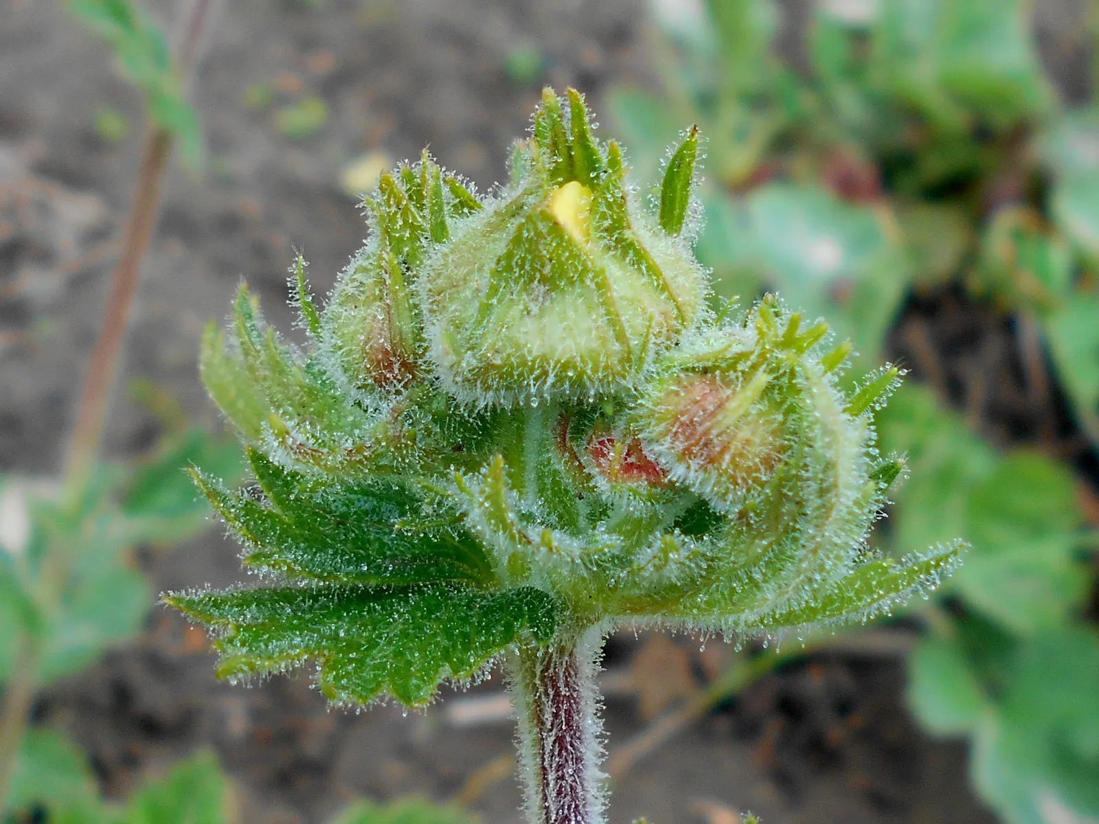 Asian Geum (Geum Coccineum) — Low maintenance by nature