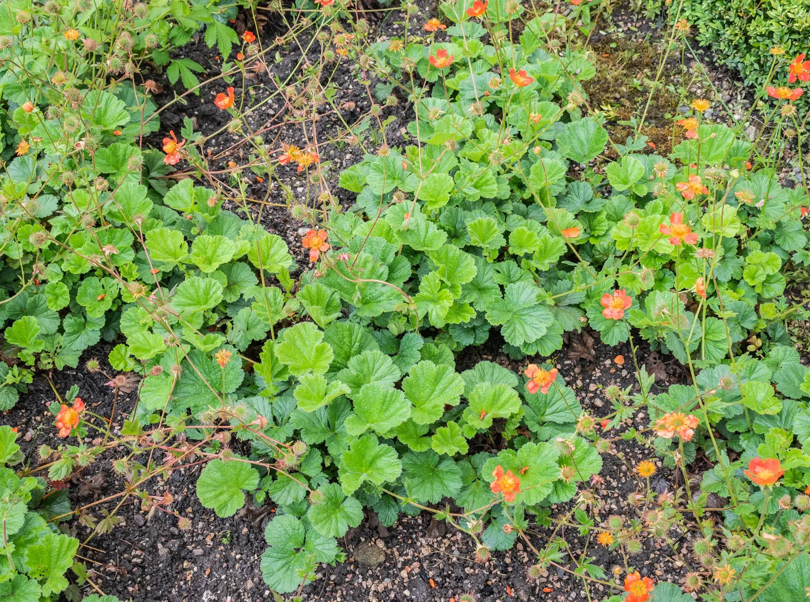 Asian Geum (Geum Coccineum) — While it is relatively drought-tolerant once established