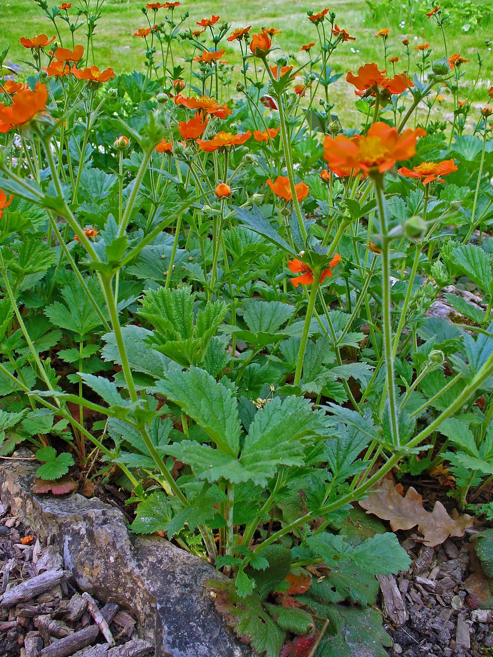 Asian Geum (Geum Coccineum) — this hardy plant thrives in zones 5-9 and is ideal for borders with well-drained soil