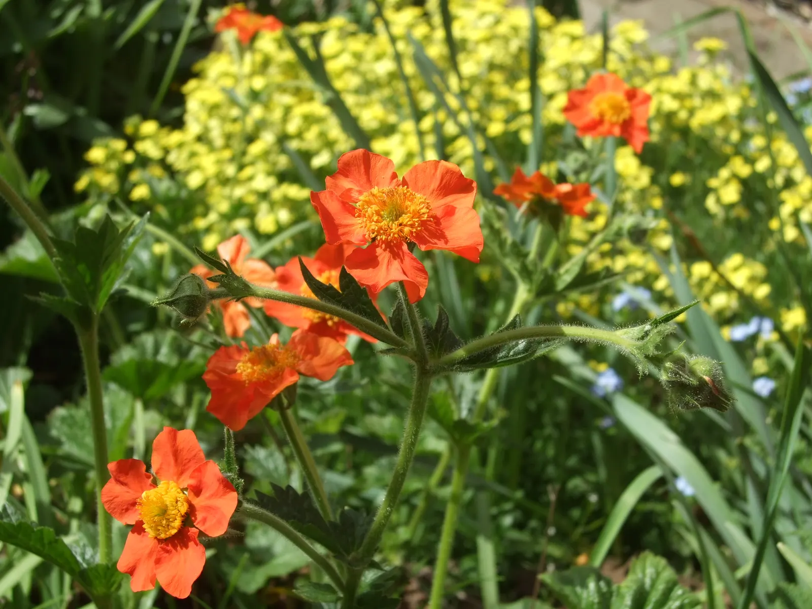 Asian Geum (Geum Coccineum) — orange to scarlet flowers that span approximately 1 inch across.<br><br>Perfect for borders, image 38