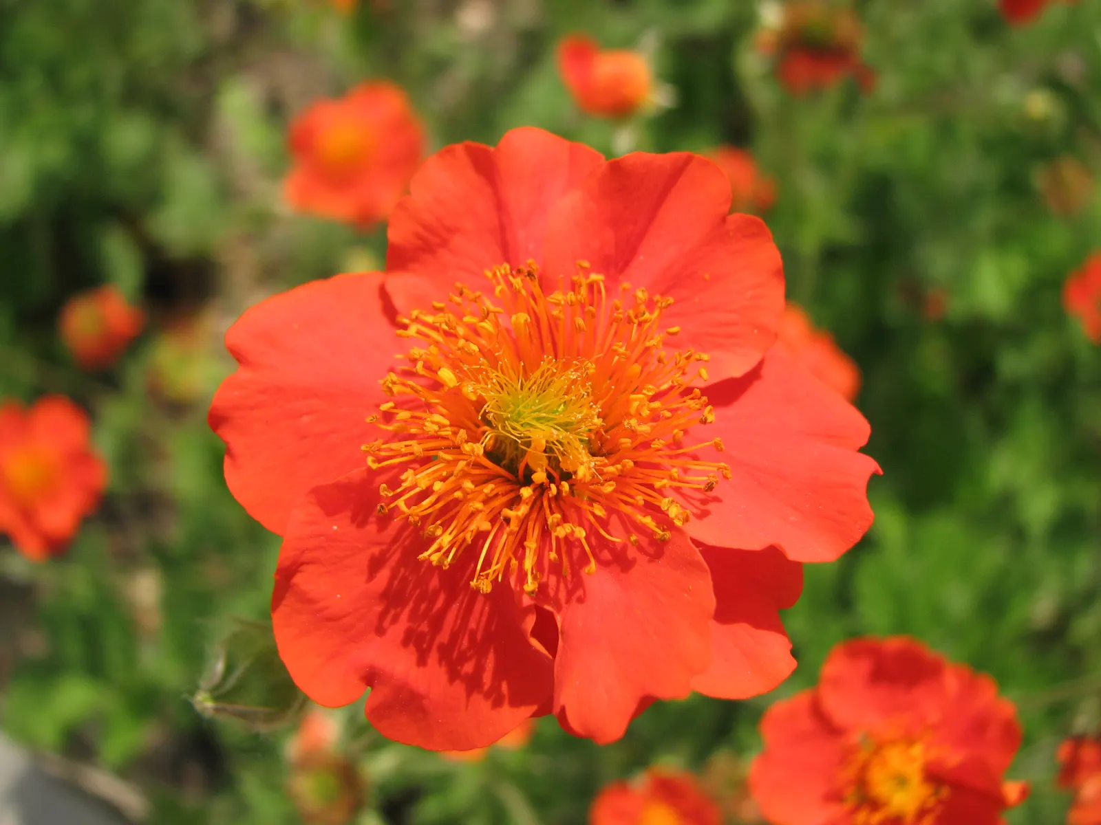 Asian Geum (Geum Coccineum) — Bees and butterflies are drawn to its blossoms, adding life and movement to the garden; deer-resistant foliage maintains visual